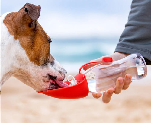 Bottles Made for Your Pup